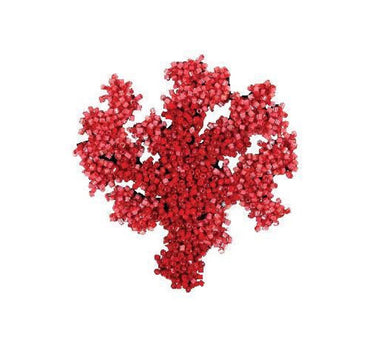 CORAIL coral