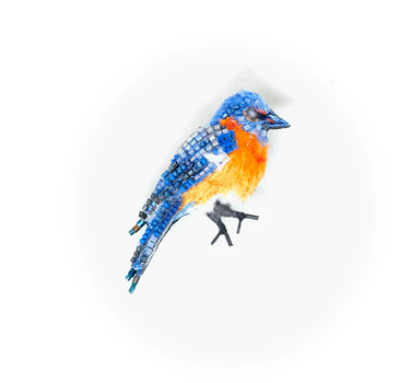 Eastern blue bird